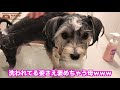 お風呂に入ると別犬になる子犬♡【マルーキーのマイロ】 23