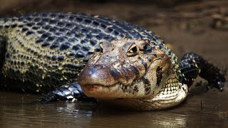 Black Caiman Snatches Up Capybara | Nature Documentary