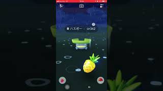 ポケモンGO❗️雨ブーストでハスボー大漁＼(^o^)／