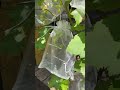 Organza Bags for Grape 🍇 Protection