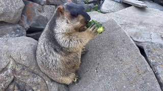 Chubby Himalayan Marmot Devouring Cucumber - Too Cute to Handle!