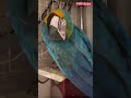 ルリコンゴウインコ の大豆くん巣立ちの日。