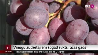 Vīnogu audzētājiem šogad slikts ražas gads