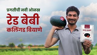 कमी दिवसात, कमी खर्चात मिळावा जास्त उत्पन्न #agrostar #watermelon #कलिंगड