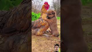 कुत्ते और मुर्गे का प्यार #animals #pets #doglover#funny #army  #cute #bhojpurimusic #viralvideos