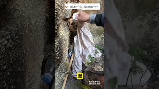 小狗钻墙缝头被卡住狗狗的心思都写在脸上了 狗狗的日常 狗子的迷惑行为 狗子