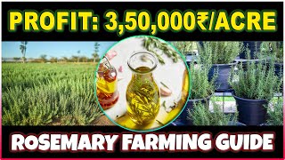 Rosemary Farming | How to grow Rosemary plant at Home | Rosemary Cultivation