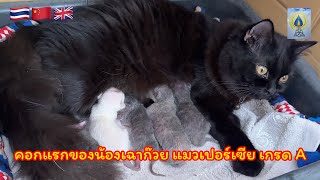 EP176 ตื่นเต้นแมวเปอร์เซียที่บ้านคลอดลูก คอกแรกของบ้าน#pets#สัตว์เลี้ยง#สัตว์โลกน่ารัก#แมว#หมา#宠物