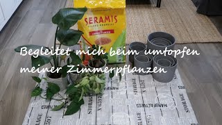 Pflanzen in Seramis umtopfen / Zimmerpflanzen / Doch kein grüner Daumen?