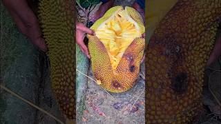 opening a giant jackfruit #giantjackfruit #fruit 🌴🌴🌴🌴