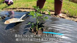 【農業×福祉=農福連携】ミニトマトの植えつけ作業