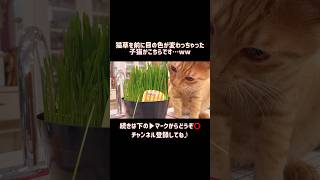 猫草を前に目の色が変わっちゃった子猫がこちらです…ww #cat #かわいい子猫 #catlover #癒し #shorts