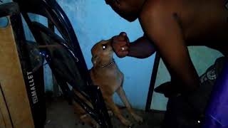 #dogslove #kombai_dogs_in_kombai என்னுடைய கோம்பை ராணி அடித்தால் கடிக்க வரும் 😎 பாசத்திற்கு பணியும் 😘