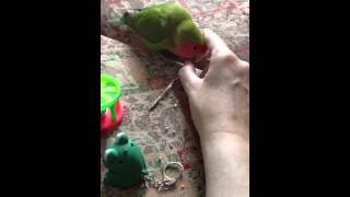 Lovebird being affectionate