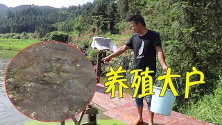 第一次養5000多條草魚，撈一桶水藻給它們吃，20分鐘全部吃完【石頭秀】