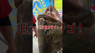 堤防サイズ超えの釣行で【巨大カサゴ】に遭遇