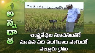 New Paddy Varieties by Nellore Farmer