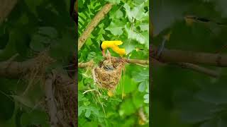 Beautiful Birds Nature Video / प्रकृति सुन्दर दृश्य / @ Rochak Pustak Special Video ❤️