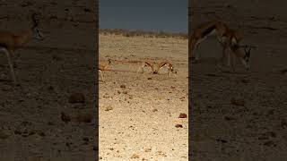 Butting Heads - these springbok bring a whole new meaning to the term - ouch!