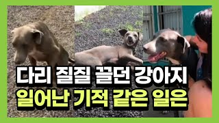 [감동주의] 다리 질질 끌던 강아지에 일어난 기적같은 일(Woman Rescues Dog And Nurses Him Back To Heath) | cbcworld