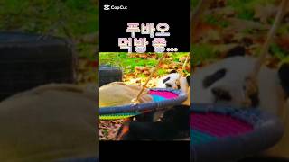 푸바오 몸에 이상? #푸바오 #fubao #panda #판다 #熊猫