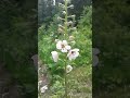 moth mullein verbascum blattaria flowering by a path