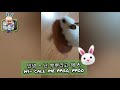 animal soo cute rabbit_애니멀봐 토끼키우기 😘😊🤣 얀 tv ■ yan tv