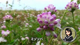 30秒の心象風景25967・花がいっぱい～ミゾソバ～