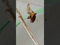 butterfly eclosion emerging from chrysalis timelapse