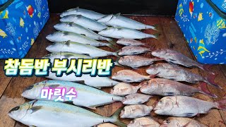 [피싱톡호]거제도 선상낚시! 먼바다흘림 3월4일조황! 참돔반 부시리반