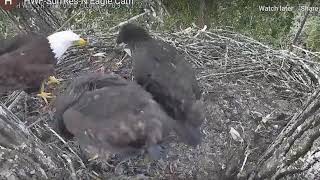 Sur brings in breakie for Loki  -Surrey Reserve