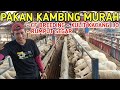 CARA MEMBUAT PAKAN KAMBING JADI MURAH INDUKAN 300 EKOR