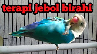 Download Lagu LOVEBIRD JANTAN BIRAHI TINGGI UNTUK TERAPI JEBOL B... MP3 Gratis
