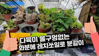 다육이 물구멍없는 화분에 리치쏘일로 분갈이 합니다