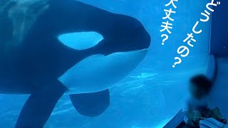 小さな男の子を心配するステラ♡     ＠名古屋港水族館