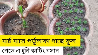 মার্চ মাসে পর্তুলাকা গাছে ফুল পেতে এইভাবে কাটিং বসান || Portulaca /Moss rose plant