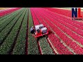 How Billions Of Tulip Flower Are Produced - From Planting To Harvest Process With Mordern Technology