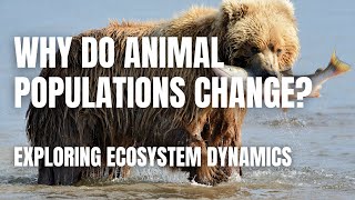 Ecosystem Dynamics: Why Animal Populations Go Up and Down | Middle School Science