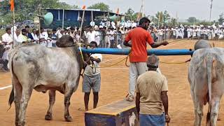 బొర్రా రవితేజ దేవరాజు గట్టు సీనియర్ 2024 Ongole bulls