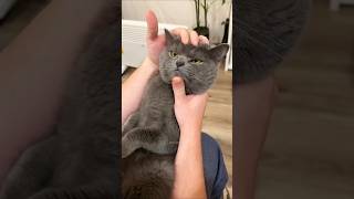 Cute cats doing funny things 😹🤣