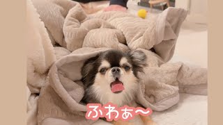 人間みたいに毛布で寝る妹犬と、こたつで寝る兄犬。