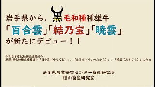 黒毛和種種雄牛「百合雲」「結乃宝」「暁雲」がデビュー！