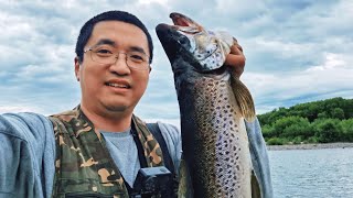 钓鳟鱼TROUT 季节开始了，河里好多鳟鱼，找对了位置，钓鱼变得很简单