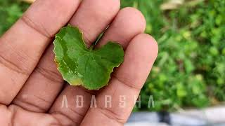 thalukudi patra(ଥାଲୁକୁଡ଼ି ପତ୍ର) and brahmi patra(ବ୍ରାହ୍ମି ପତ୍ର) REAL