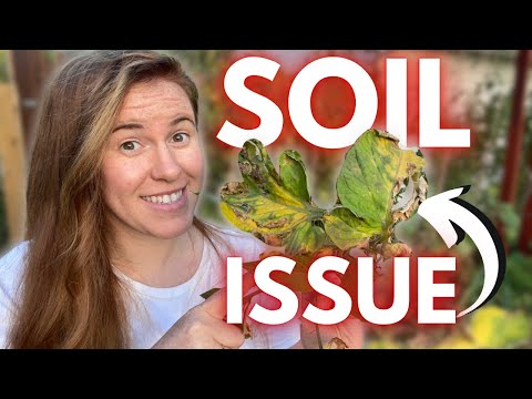 How long does blight stay in soil?