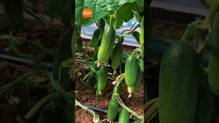 How To Grow 69 Millions Of Cucumbers In Greenhouse And Harvest - Modern Agriculture Technology 2023