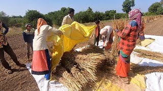 Gujarat Village Life || Sesame Farming || Farmers Life In Gujarat, India