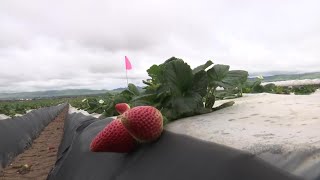 Rainy weather impeding the start of strawberry season