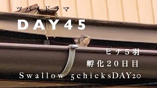 ツバメドラマ)【孵化20日目】２羽目の巣立ち/産毛を付けたまま飛んでみるよ/夜の囲い/Swallows 5 chicks in the nest!! DAY20