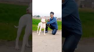 10 months old kohati gultair (bichoo) with breeder ustad noman Khan...Like/comment/share/subscribe